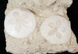 Beautiful Pair Of Fossil Sand Dollars - France #16058-1